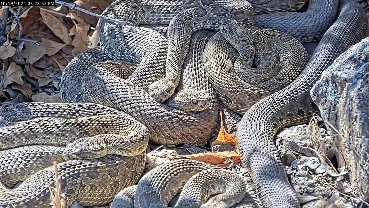 Rattlesnakes begin to emerge from terrifying megaden holding more than 2,000 serpents