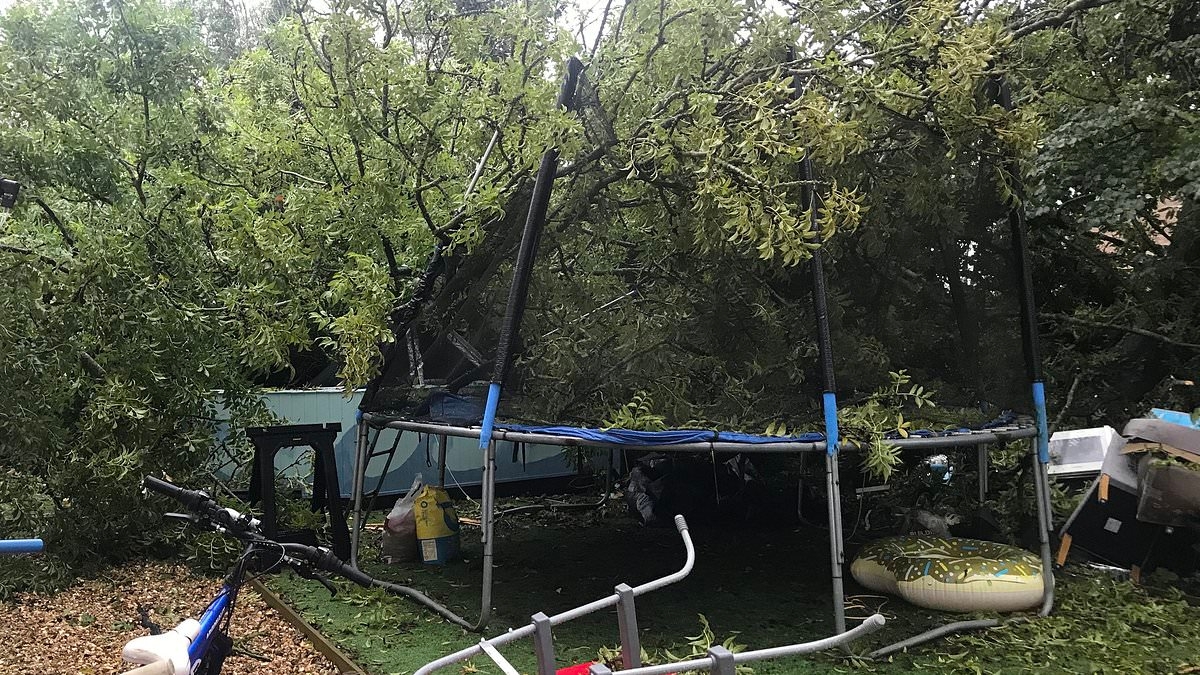 Father faces £85,000 court bill after suing his local green-led council for 'letting a dead tree destroy his garden'