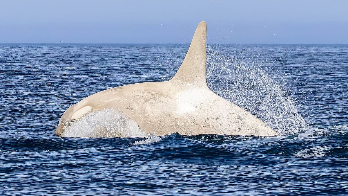 Stunning footage captures incredibly rare albino killer whale with all-white markings swimming with normal-coloured orcas off Japanese volcanic island