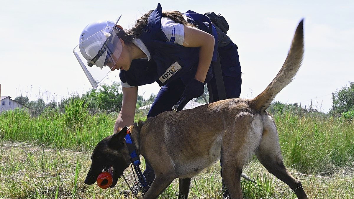 The fearless women risking it all to rid Ukraine of Russia's landmines: The Mail meets brave volunteers combing for explosives in the world's largest minefield
