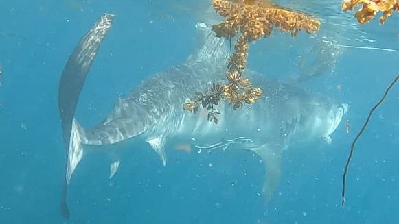 Aussie diver captures the terrifying moment a hungry shark dragged her 10metres underwater