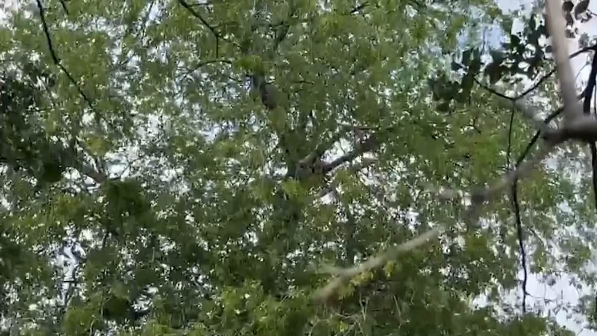 Can you spot what caught the attention of ICE agents in this Texas backyard tree?