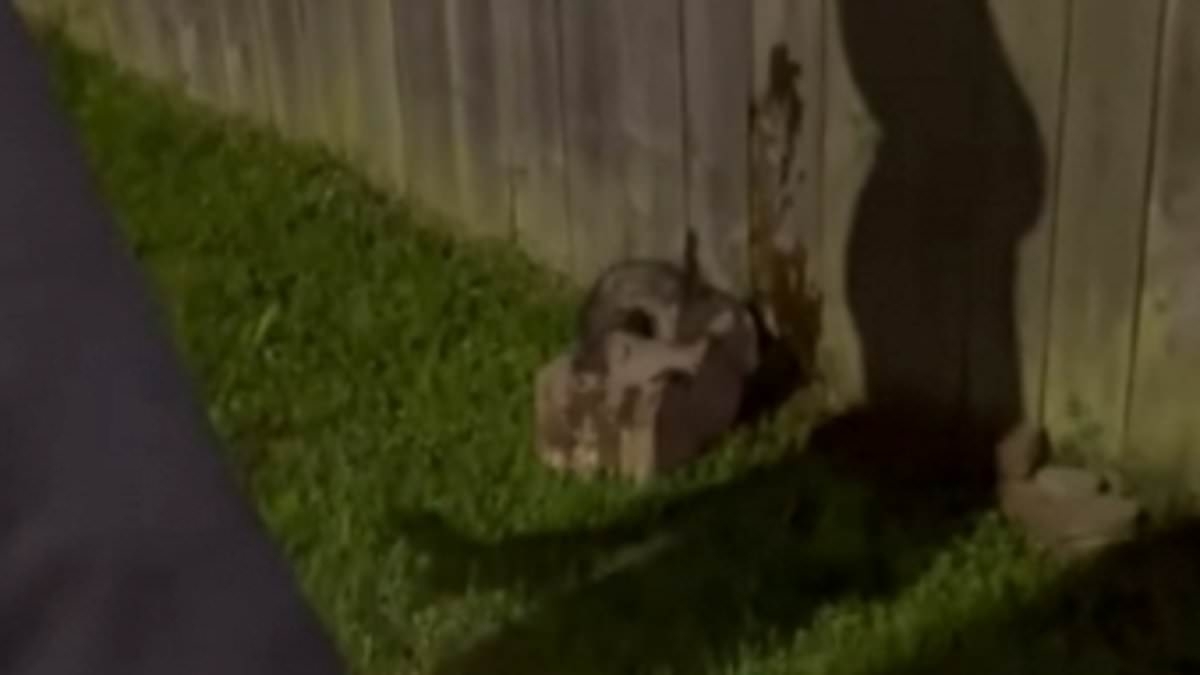 Evil scumbags filmed themselves dousing cute wild animal with fuel then setting it alight