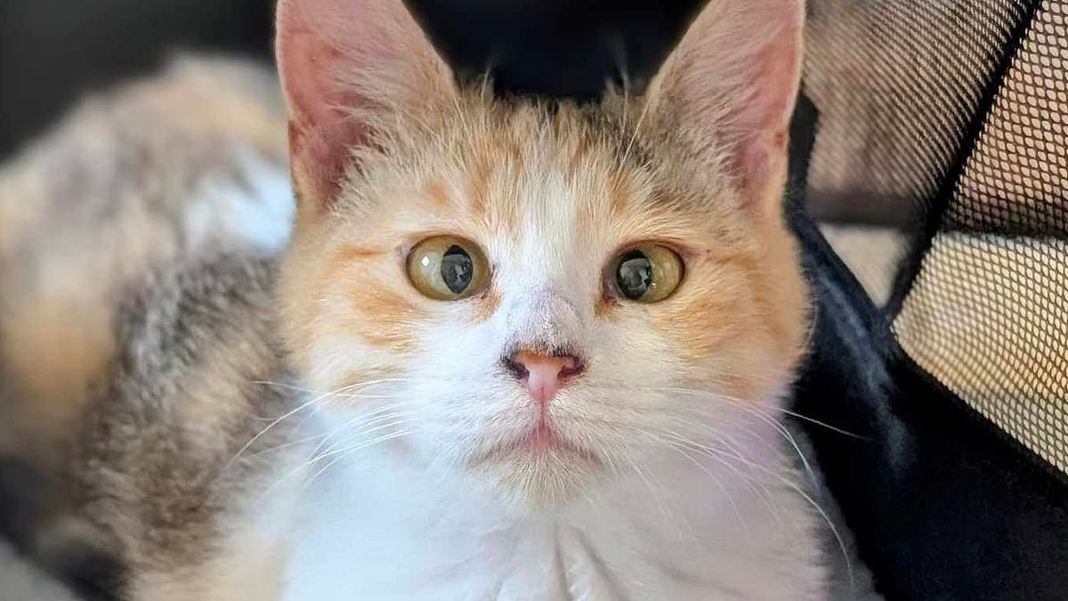 Adorable cross-eyed cat called Pepper is EVICTED from Texas library where she lived after local complained