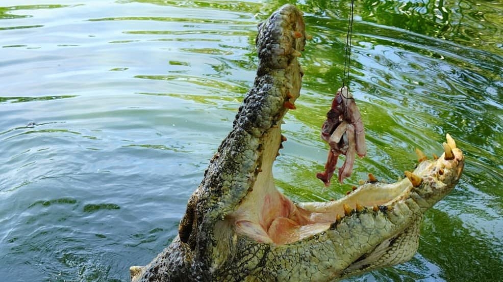 Psychic crocodile called Speckles predicts who will win the election