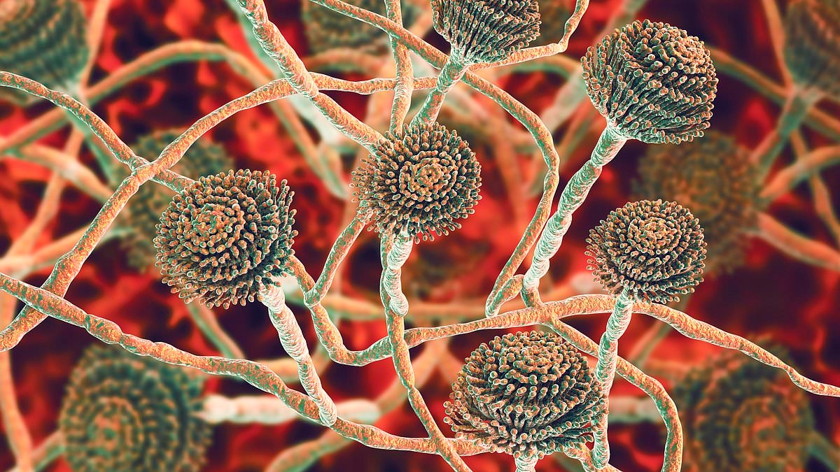 Urgent warning over lethal 'super fungus' as expert predict it could kill NINE MILLION