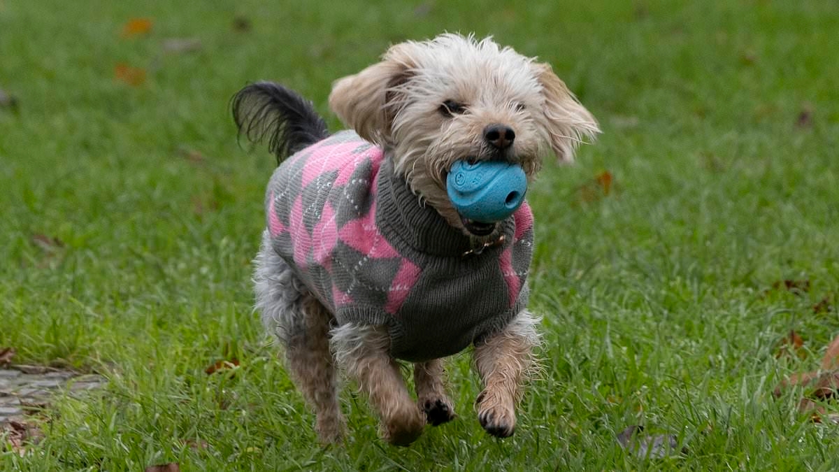 Strict new rules for dog owners in London: Council brings in ban after spate of attacks