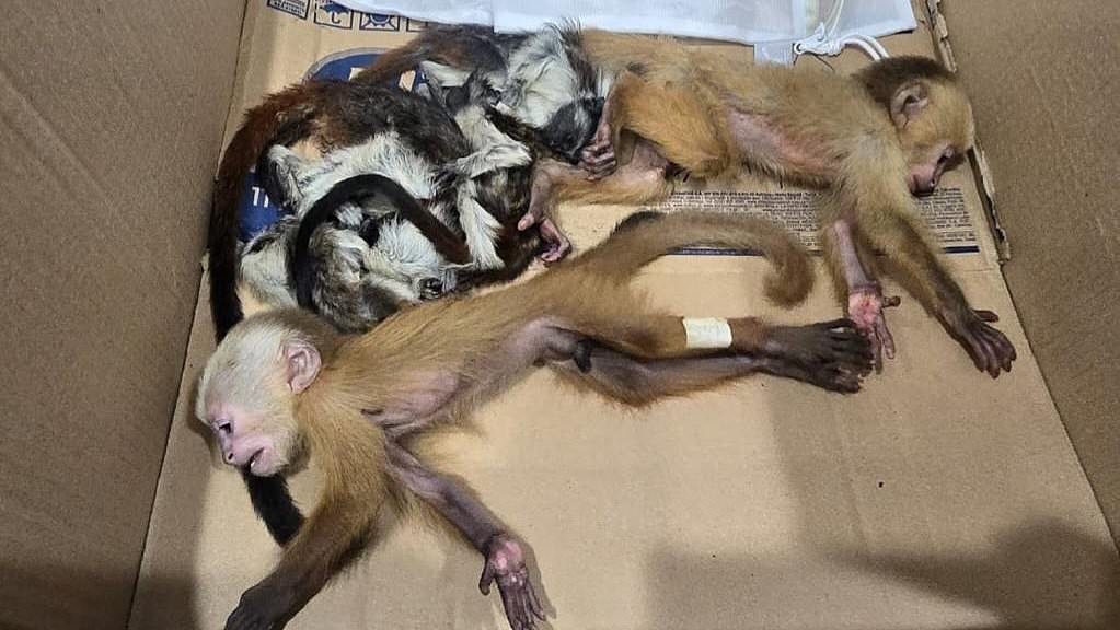 Two passengers arrested at Colombia airport after trying to smuggle six alive and dead monkeys in their PANTS and bags