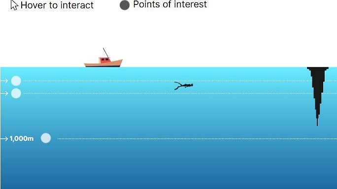 What lies beneath: Interactive graphic reveals the creatures and shipwrecks that lurk in the deep sea - as study reveals we still don't know what's hiding on 99.999% of the ocean floor
