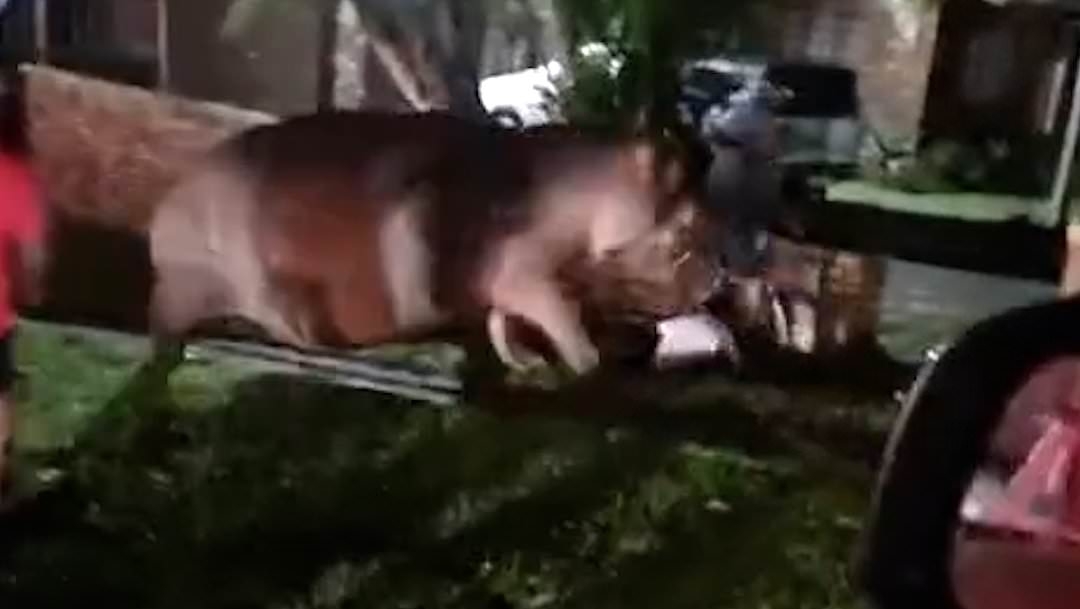 Moment woman ignores warning not to approach wild hippo... before enraged beast charges and knocks her down
