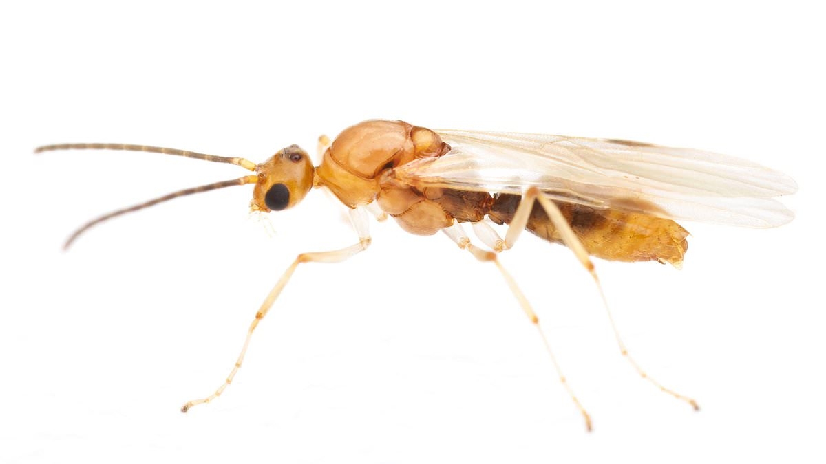 Warning as venomous insect imported from China invades 19 US states... is your hometown at risk?