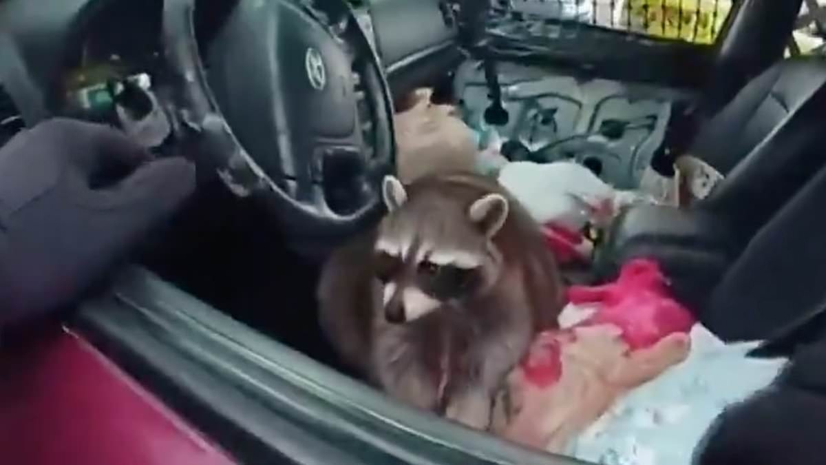 Ohio woman arrested after being caught in disturbing act with 'Chewy' the Raccoon inside car