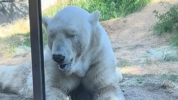 San Diego Zoo responds to outrage over clip of 'America's saddest polar bear'