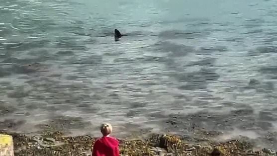 Moment 'mini Jaws' is spotted lurking off British coast with children playing just metres away