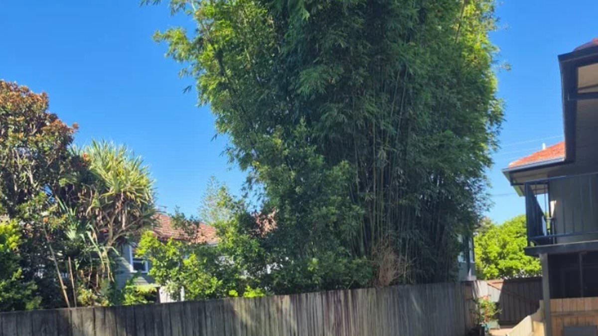 My neighbour's bamboo is costing me thousands... but he doesn't care - here's why
