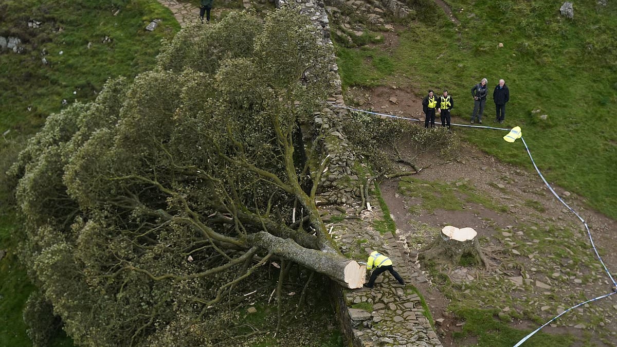 Was 'revenge' the motive behind Sycamore Gap felling? Vandal had been accused of 'destroying the countryside' in planning dispute over his ramshackle caravan home