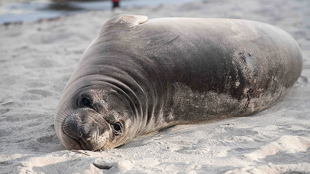 Baby seal 'stabbed several times' as police launch manhunt for suspect