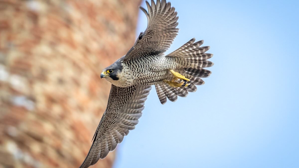 Peregrine falcons at St Albans Cathedral whose eggs were trampled by thug caught on camera defy odds to lay more - sparking joy from fans of birds' viral live stream