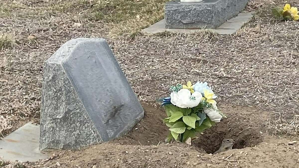 Horror as swarm of feral beasts dig up loved ones' graves in local cemetery