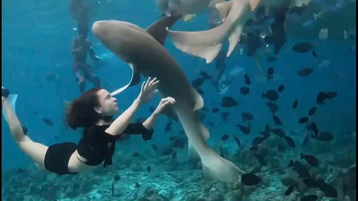 How safe is YOUR dream Maldives holiday? How swimmers have repeatedly been attacked by sharks in paradise islands' crystal clear waters
