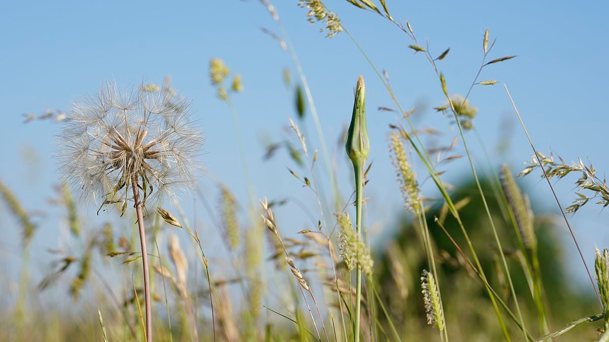 Urgent warning over popular hay fever remedy that's causing patients to go BLIND