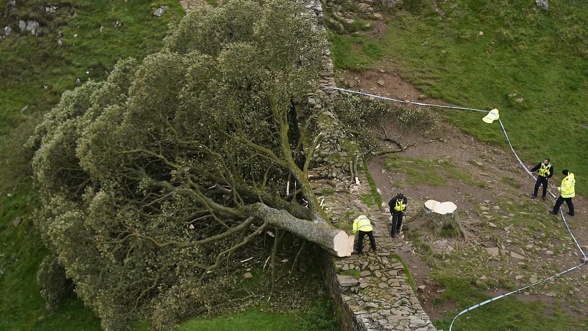 EXCLUSIVE Sycamore Gap Trial: Lawyer compares felling of famous tree to 'murder' and hopes punishing of vandals will 'set a new tone' for cases involving the destruction of the natural world