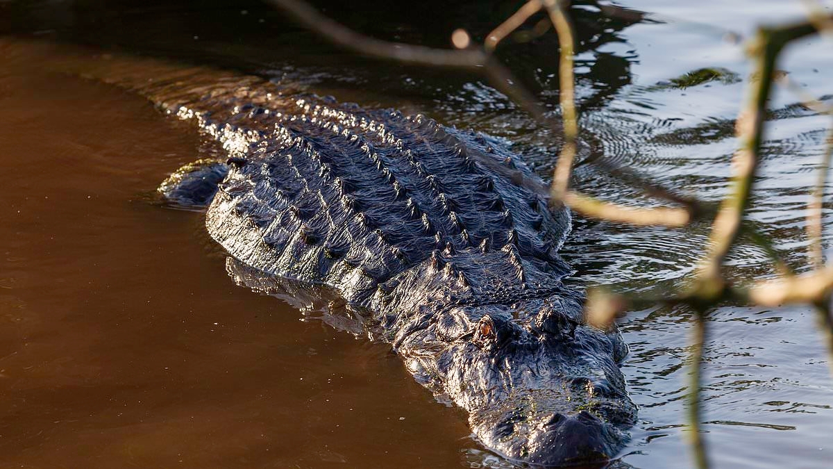 Florida scientists work out what causes the majority of alligators to attack humans