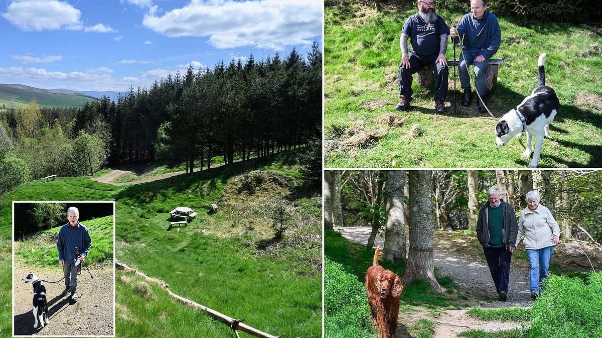 Wood you credit it! How an army of dog walkers and nature lovers raised £900k to save their beloved forest from the axe