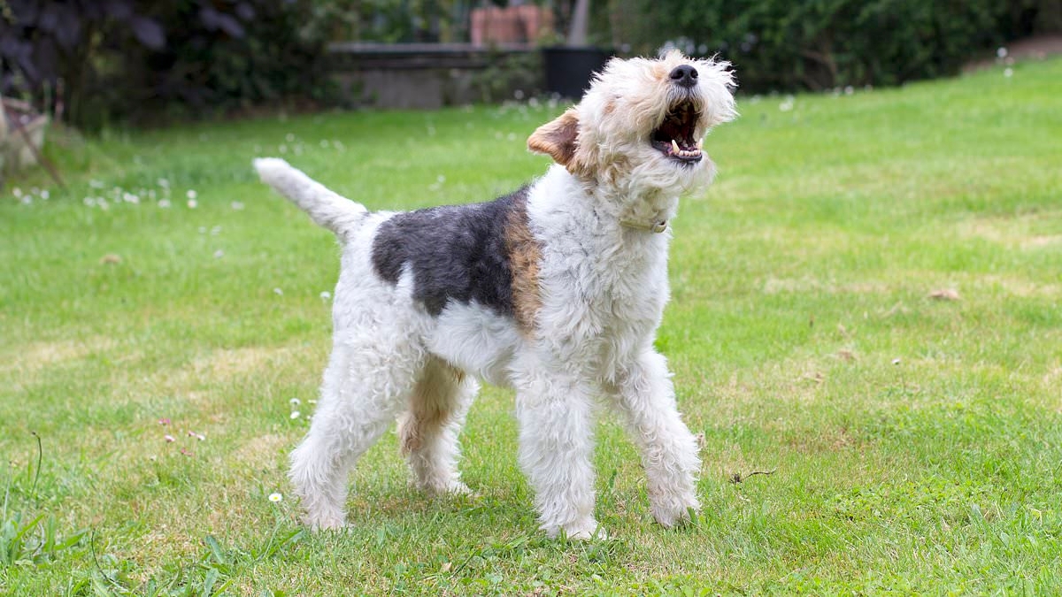 What's your pet saying? AI could help translate animal sounds into words