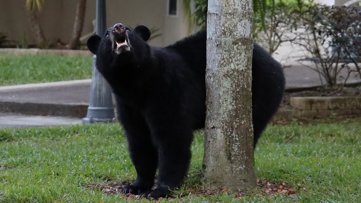 Gruesome discovery in case of elderly man and his dog brutally killed in Florida bear attack