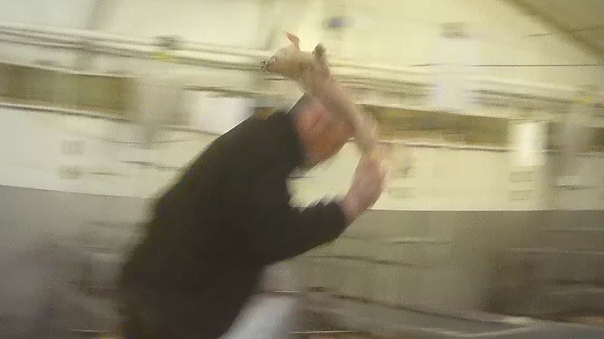 EXCLUSIVE Factory farm supplying Tesco, Sainsbury's and Asda where helpless piglets are beaten to death: Horrific abuse carried out by sadistic workers is laid bare as supermarket giants cut ties with meat supplier