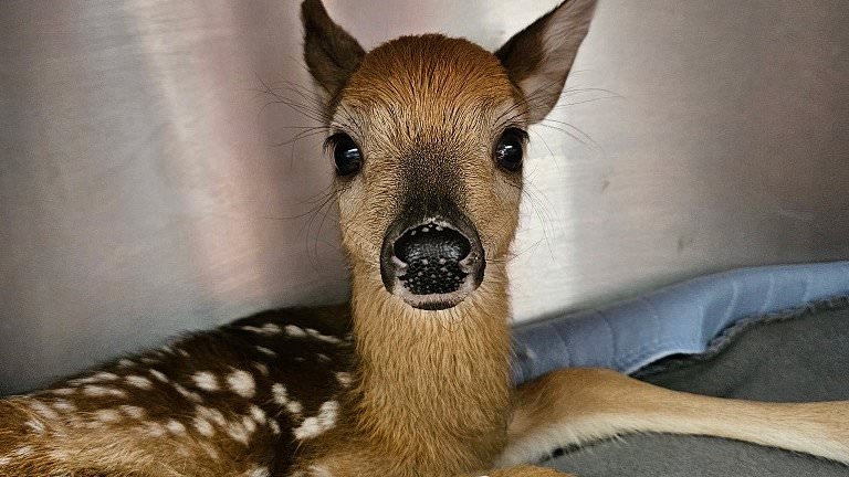Bambi-like baby deer is miraculously rescued after its mom is hit and killed by car
