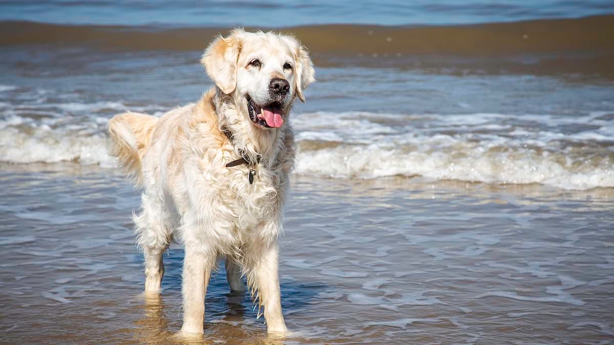 Strict ban across UK beaches that could land you with £1,000 fine… is YOUR nearest on the list?