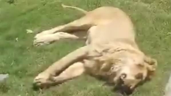 Man is mauled to death and EATEN by pet lion days after buying the beast to keep in his back garden