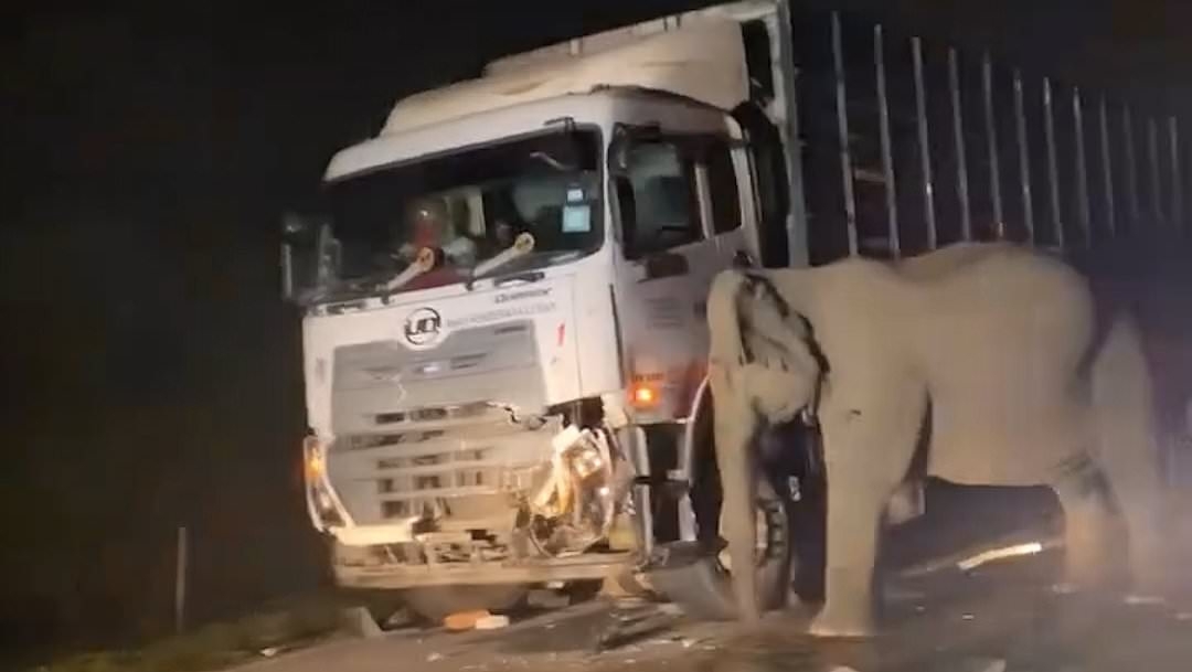 Distressing moment mother elephant tries to move truck that killed her calf as infant lies dead under vehicle