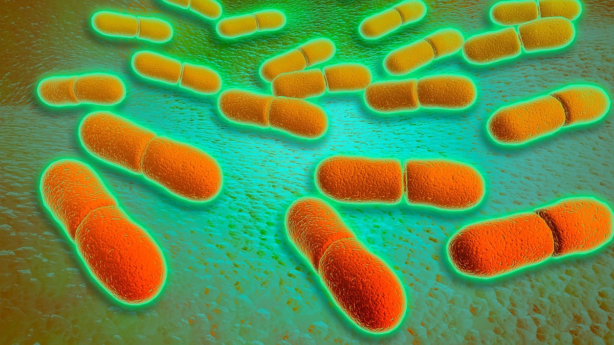 Urgent recall on chicken products after deadly listeria bacteria found: Supermarket giant puts out stark warning