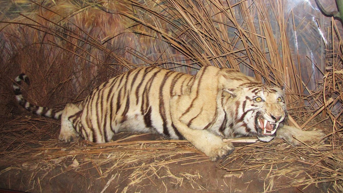 EDEN CONFIDENTIAL: Animal rights campaigners are roaring with rage at royal exhibit over stuffed 8ft Bengal tiger