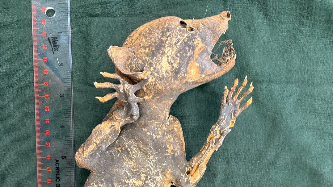 Meet the Capacabra! Secrets of 'weird' mummified creature with human-like hands probed by scientists