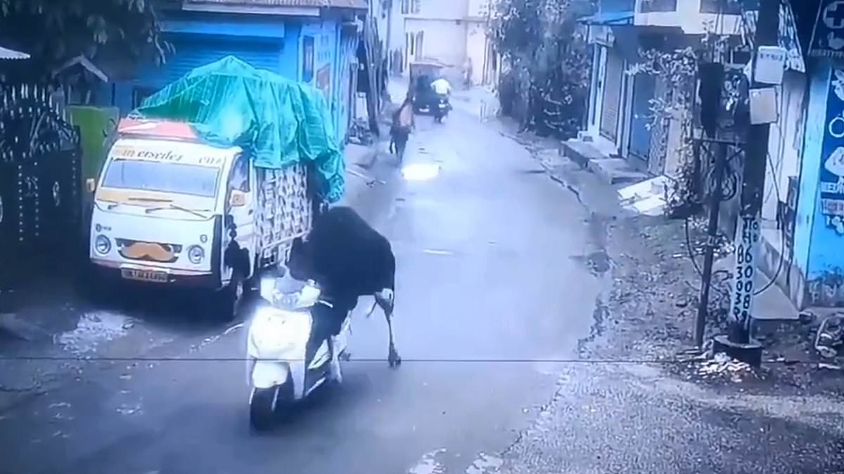 It's a moo-torbike! Bizarre moment bull steals a scooter and takes it for a spin