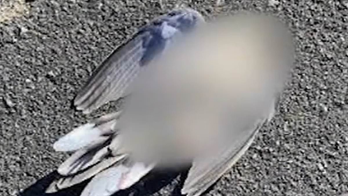 Mystery as dozens of birds are seen dropping dead out of the sky in California neighborhood