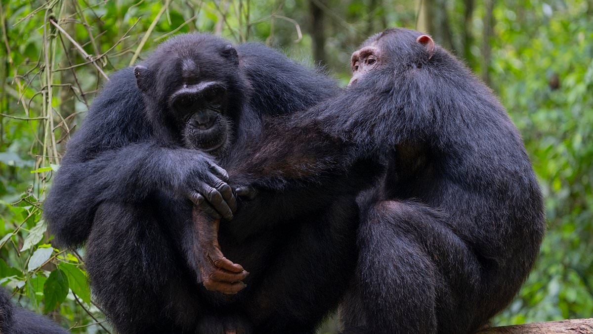 That's bananas! Incredible videos show chimps using medicinal leaves to perform first aid