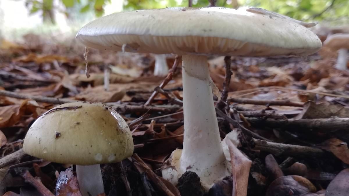 EXCLUSIVE Erin Patterson trial: What are DEATH CAP mushrooms? The deadly fungi at centre of landmark murder case