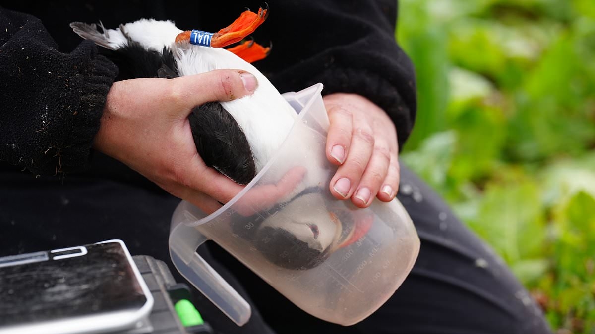 How many rangers does it take to weigh a puffin? Sweet snaps show birds as they're set to become 'internet sensations'
