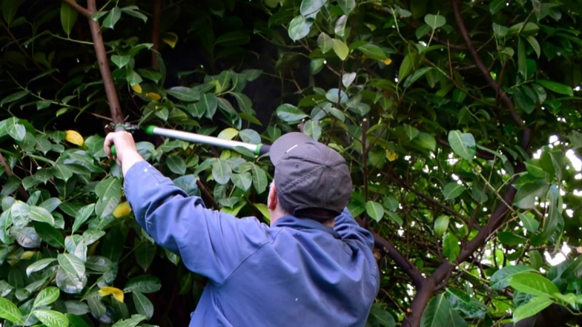 Why an Aussie bloke fined $25,000 by his local council thought he was 'doing the right thing'