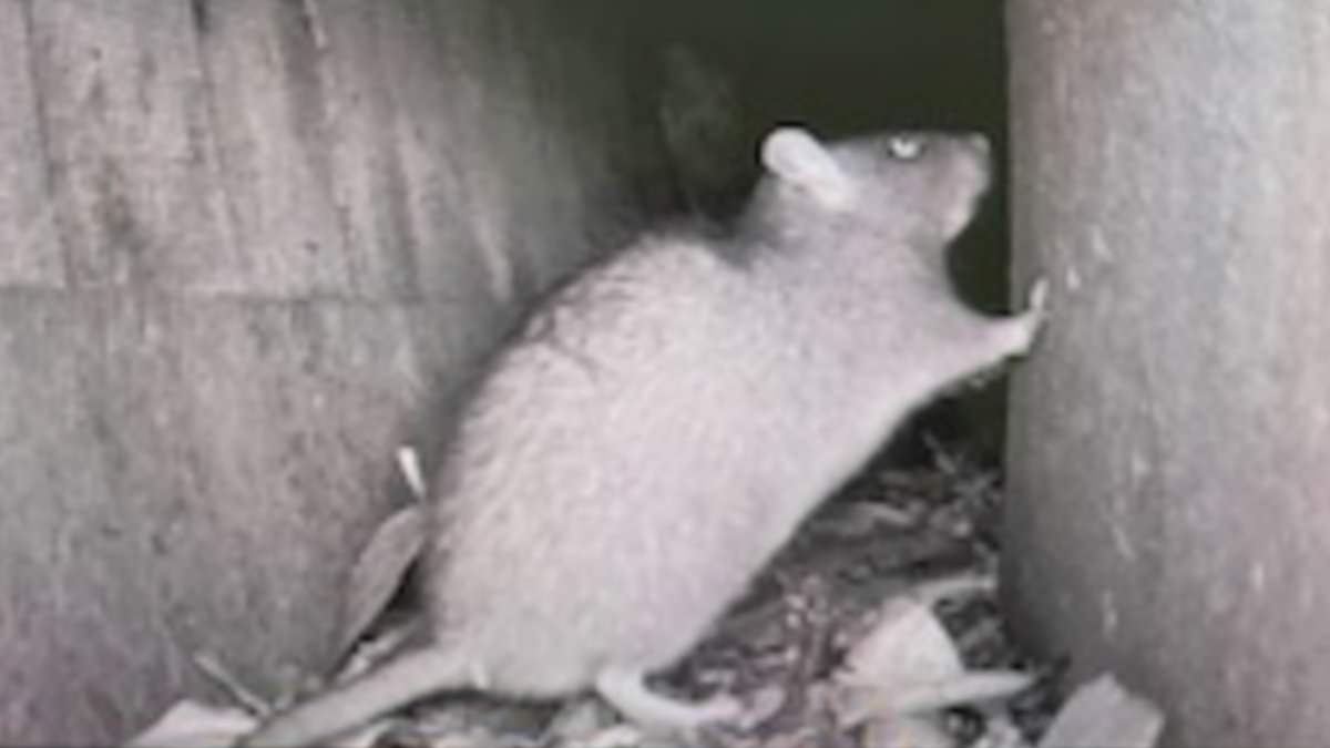 Elderly couple reveal they have been besieged by giant rats for 10 years - while council claims there is 'no evidence of infestation'