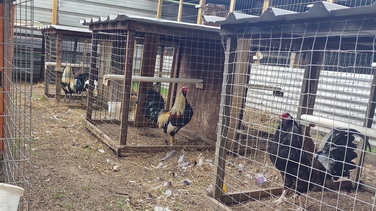 Police uncover 'deeply cruel' illegal cockfighting ring as they rescue 27 cockerels and arrest two men