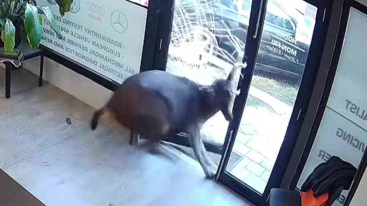 Deer me! Wild moment suburban Melbourne business is terrorised by a rampaging animal that burst head-first through a glass door