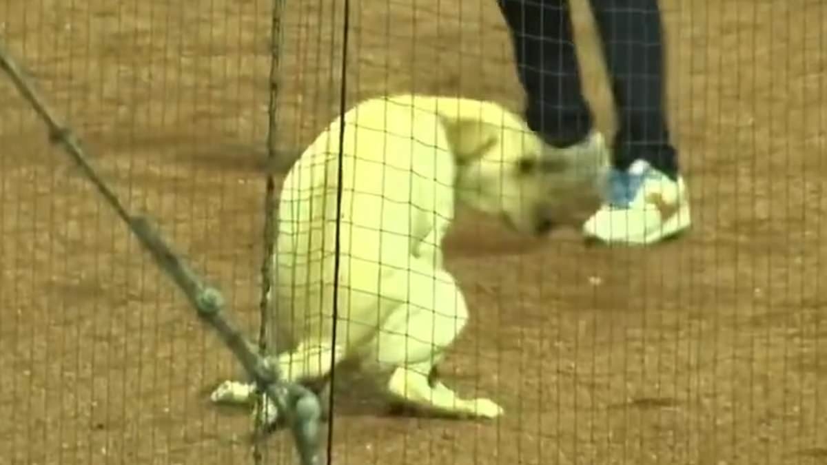 Fans horrified by baseball official's grotesque act after dog poops on the field
