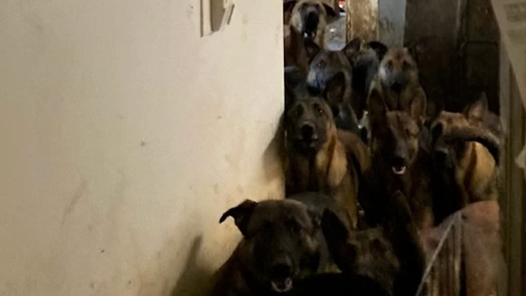 Heartbreak as 40 dogs are found living in their own filth stuffed inside closets and cupboards in cramped apartment