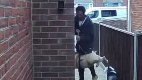 EXCLUSIVE Moment dog walker hurls two pets into a house before dragging tiny dog with lead trapped under its leg through the door - as RSPCA review footage